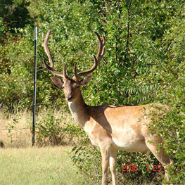 Fallow Buck