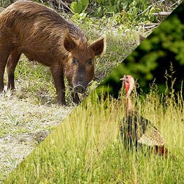 Wild Turkey and Wild Hog Hunting
