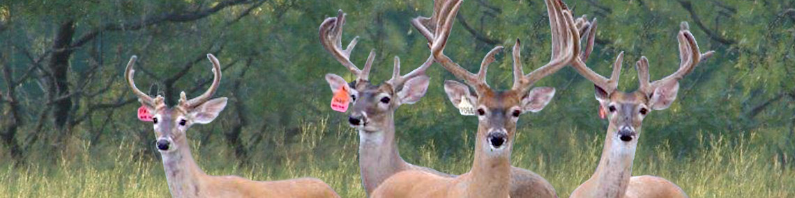 Book a Texas Hunt Book a Texas Hunt