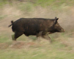 Ferral Hog Hunts in Texas